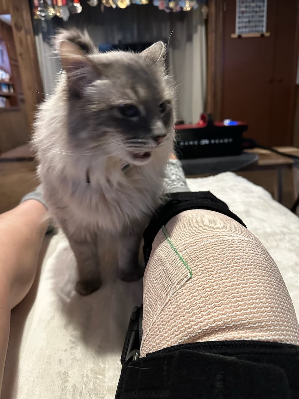 Bluebell blerching after she gives the post-surgery knee its first inspection