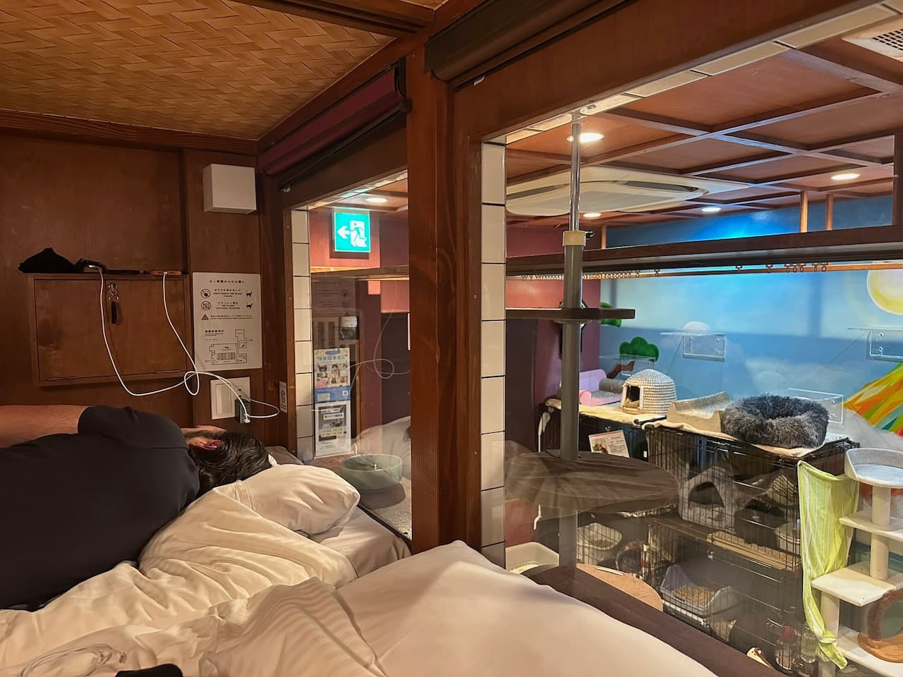 Shawn prepping his futon for sleep with our view of the cats playing in their room in the background