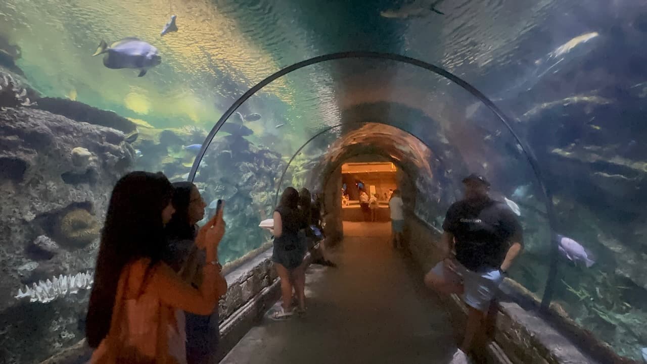 Visiting the aquarium at Mandalay Bay for the first time in Las Vegas, Nevada