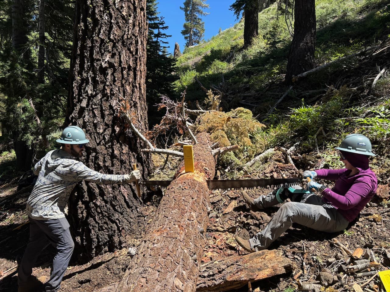 Madison and Shawn, freshly certified sawyers, double-bucking a downed tree to clear on the PCT