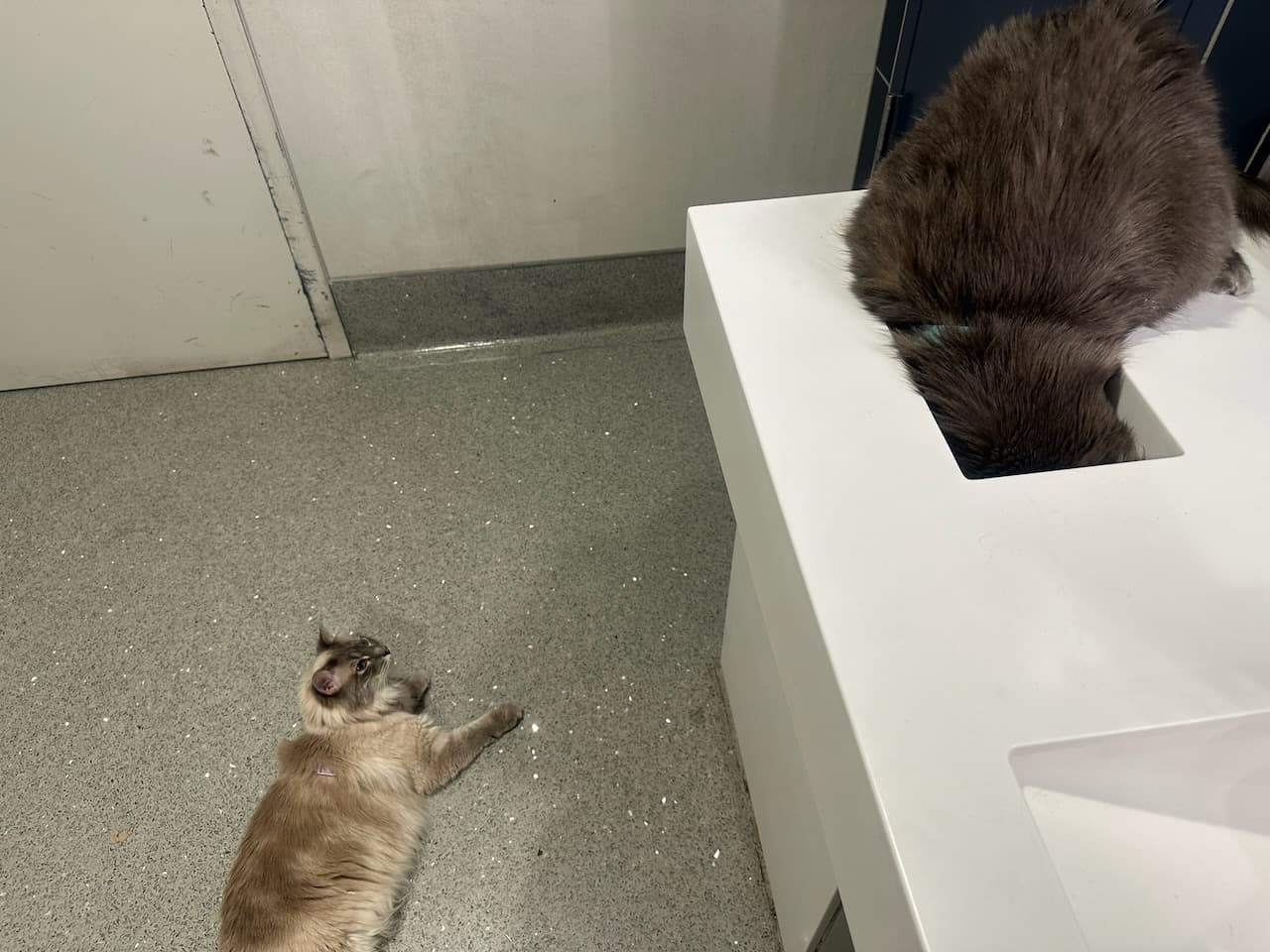 Scoop investigating the trash while Bluebell looks on