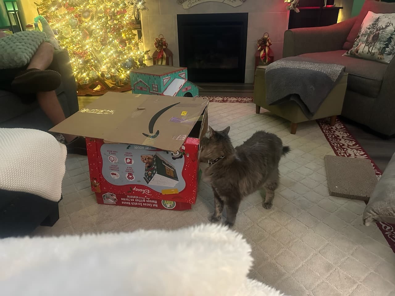 Scoop investigating the cat house that Shawn's nephew, Chase, built for them