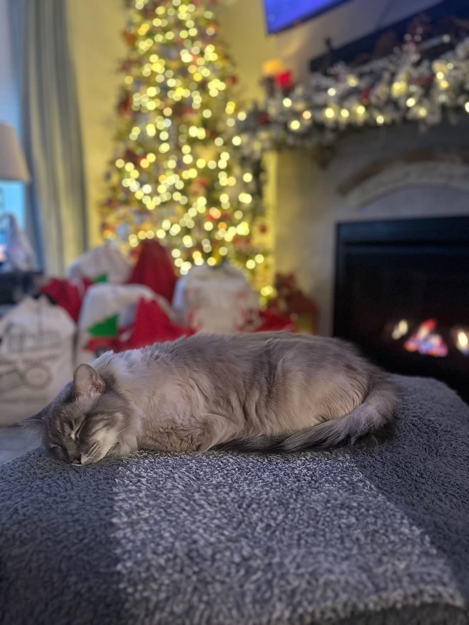 Bluebell enjoying the peace of Christmas morning before the whole family arrives to Grandma's house