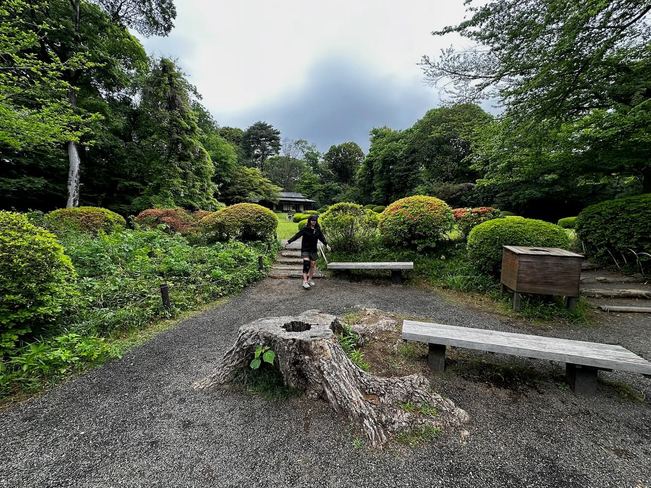 Madison hobbling around gravel paths at the Meiji Jingu Shrine in Tokyo, Japan